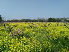 -南汇桃花村