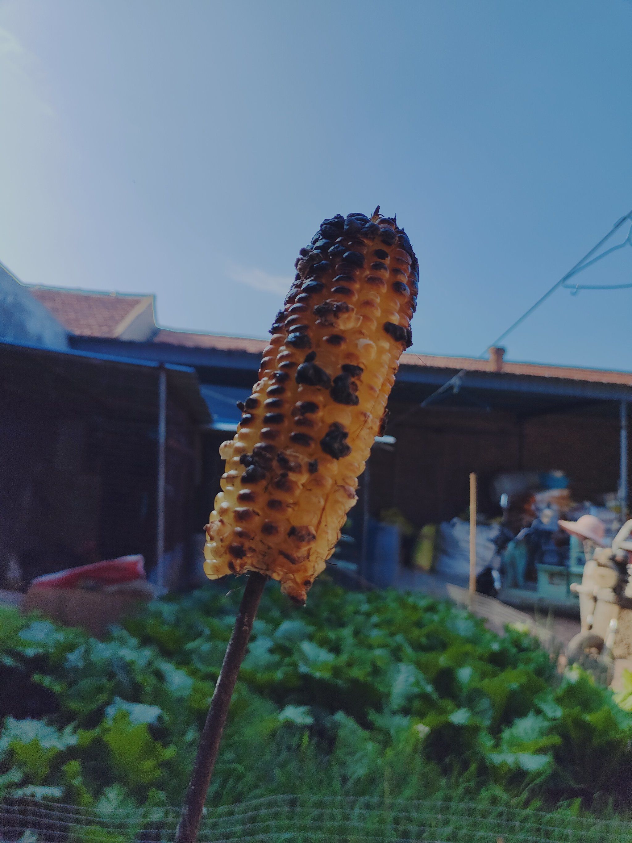 城市尝鲜计划
烤玉米的快乐你体验了没#给你们看看我的生活