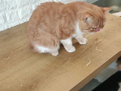 -平行世界·猫咖(首经贸店)