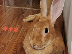 -北京观赏动物医院·24小时大型综合·猫专科·异宠专科