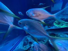 -迪拜水族馆及水下动物园