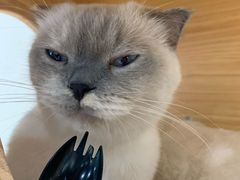 -藏猫猫咖啡主题馆(中央大道店)