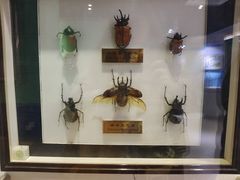 -上海昆虫博物馆