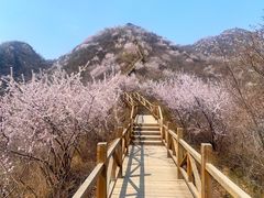 -大岭沟猕猴桃谷风景区