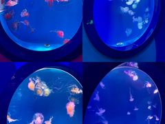 -海合安青岛极地海洋公园