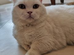 -飞行喵MR PILOT|猫舍·猫咖(静安大融城店)