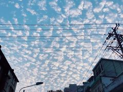 -溪岸路花鸟市场
