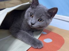 -纳吉亚猫专科动物医院·北北分院