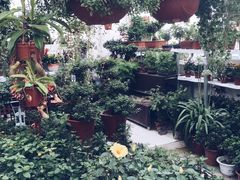 -龙大花卉苗木市场
