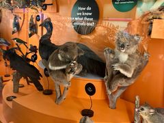 -墨尔本博物馆(Melbourne Museum)