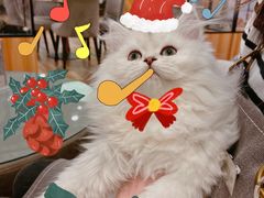 -袖虎·猫馆(体育西路店)