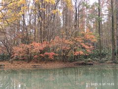 -上海共青森林公园