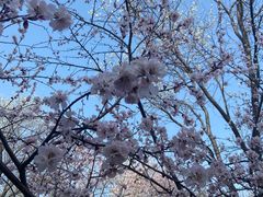 -桃花堤公园