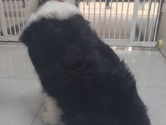 -八公叔叔宠物美容连锁(春申店)