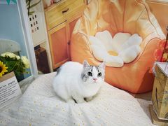 -爱洗澡的猫(望京店)