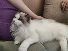 -CAT’S MEWSTAR CAFE·喵星球猫屋(晴湾咖啡店)
