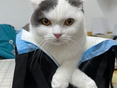 -美联众合动物医院(·中兽医·疑难杂症·严家桥分院)