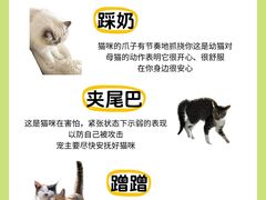 -翊宠yipet猫狗购宠庄园犬舍•猫舍