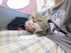 -喵园·猫主题咖啡厅·撸猫·猫咖(国贸店)