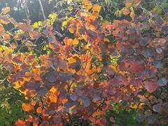 -北京西山国家森林公园