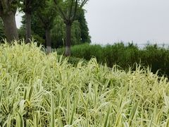 -阳澄湖半岛旅游度假区