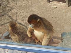 -大连森林动物园