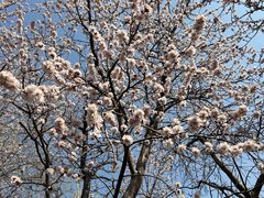 -桃花堤公园