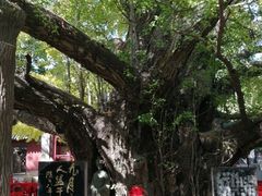 -浮来山风景区