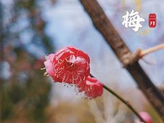 -瀛洲公园