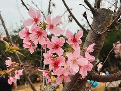 -聚龙山公园