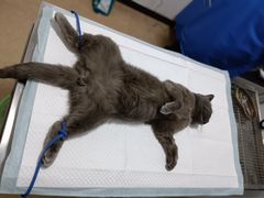 -灵美宠物诊所