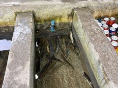 -源泉冷水鱼庄(小鱼洞店)