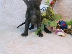 -十年猫舍·猫咪专门店(普陀店)