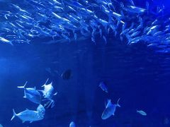 -江和美海洋公园