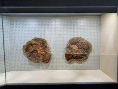 -辽宁古生物博物馆