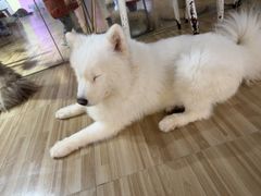 -喵小馆·猫咖狗咖猪咖·饮品店