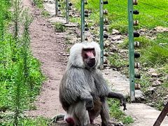 -哈尔滨北方森林动物园