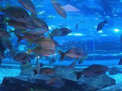 -海合安武汉极地海洋公园