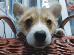 -1013 PET SHOP 宠物商店(近铁城市广场店)
