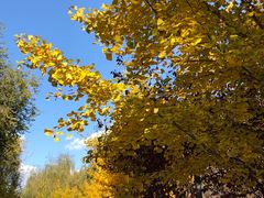 -长白岛森林公园