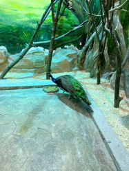 点击看大图 -宝燕乐园(闵行旗舰店)