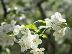 -上海滨江森林公园