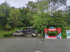 -都江堰中华大熊猫苑