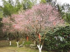 -常德桃花源景区