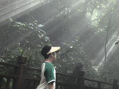 -西双版纳原始森林公园