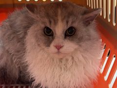 -瑞派康怡24h宠物医院·犬猫医疗中心·微创绝育(瑞景分院)