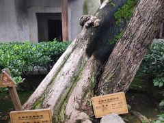 -乌镇东栅景区