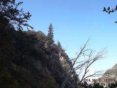 老爷山山坡上的独树-老爷山风景区