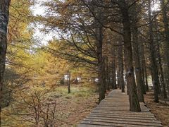 -苏木山森林公园