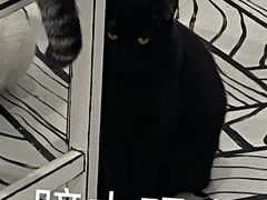 -白夜2D咖啡馆